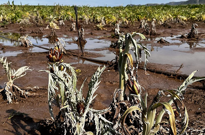 acqua in agricoltura 1