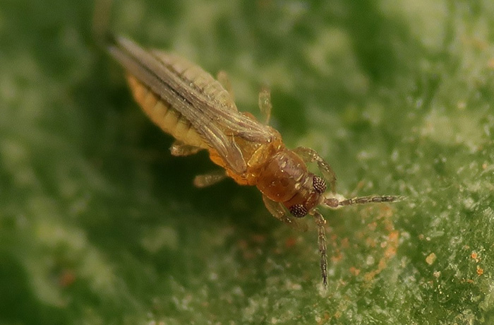 agrumi