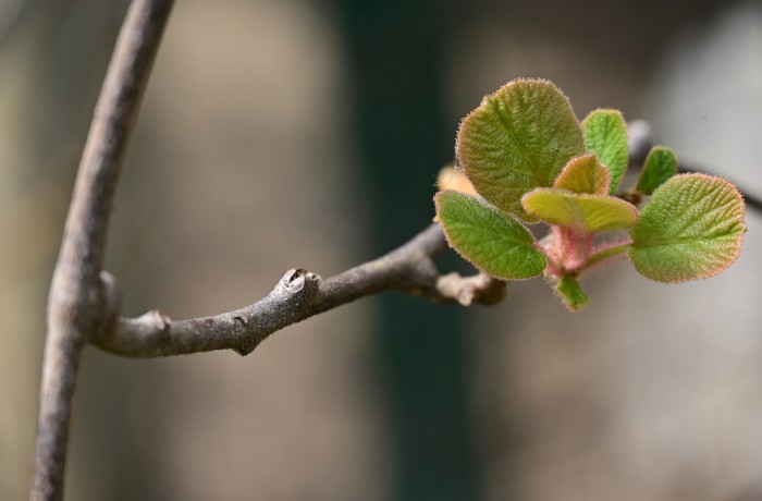 dormex kiwi