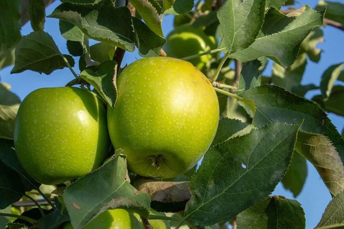 granny smith