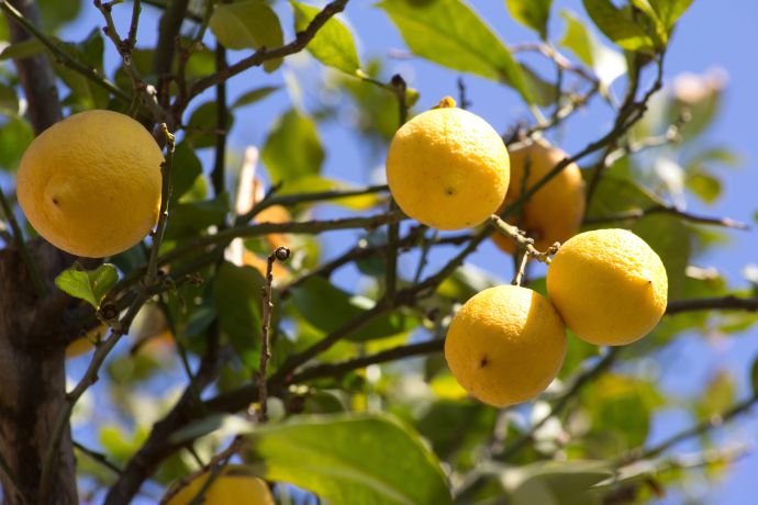 il limone 