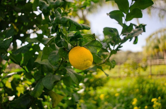 limone primofiore 