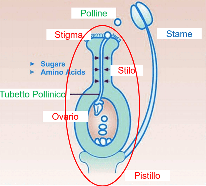 olivo 1