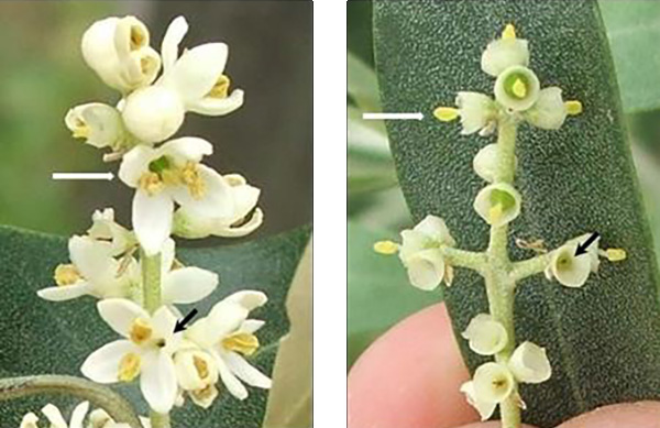 olivo 2