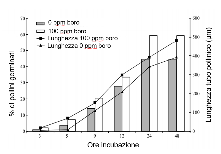 olivo grafico
