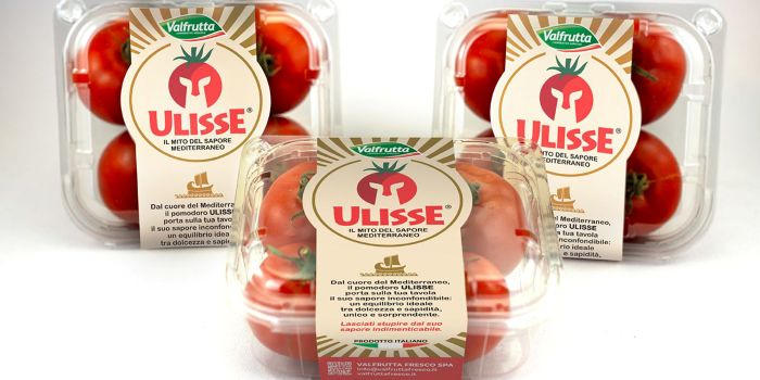 pomodoro ulisse