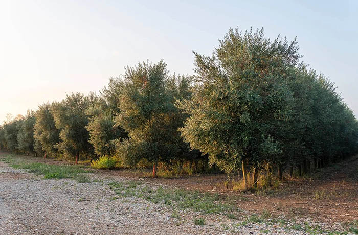 potatura dell'olivo