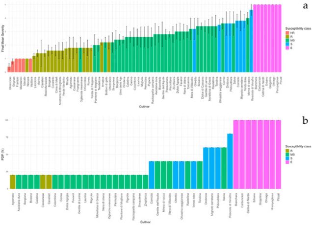 verticillosi dell'olivo