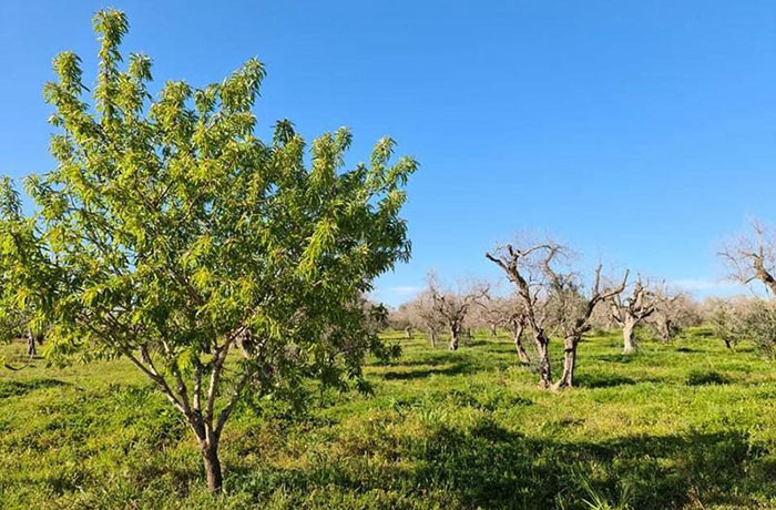 xylella in Puglia 2