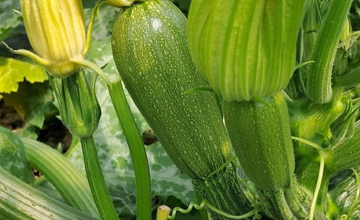 zucchino
