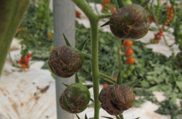 PEPMV0 il pomodoro