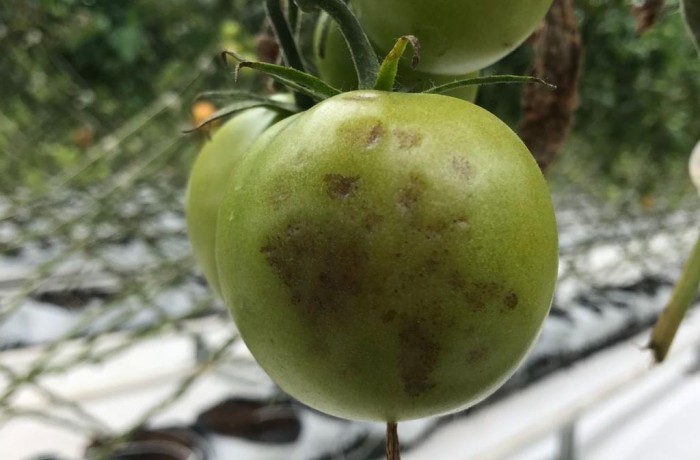 TOBRFV il pomodoro