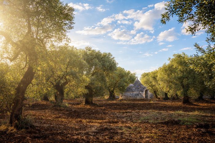 agricoltura pugliese