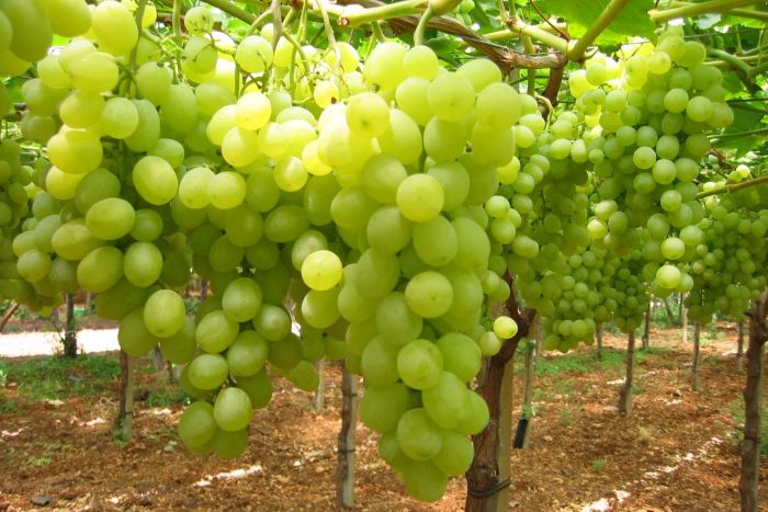 agricoltura pugliese