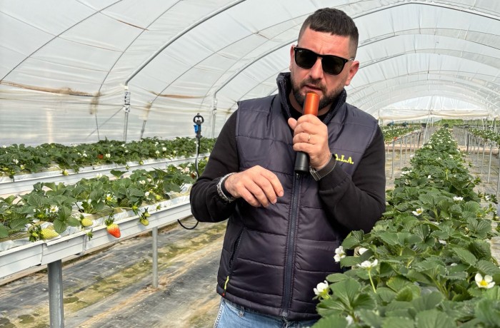 fertirrigazione fragola