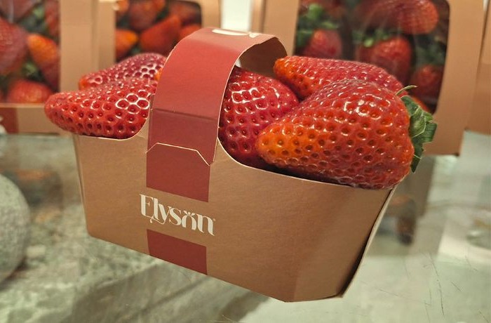 la fragola elyson