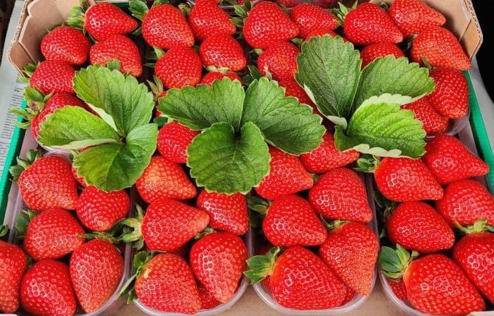 la fragola ligea 