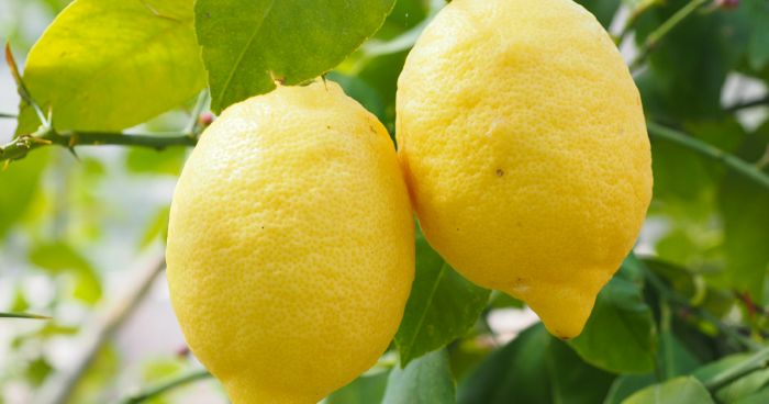 limone rocca imperiale