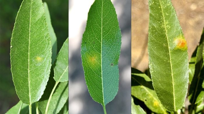 maculatura 