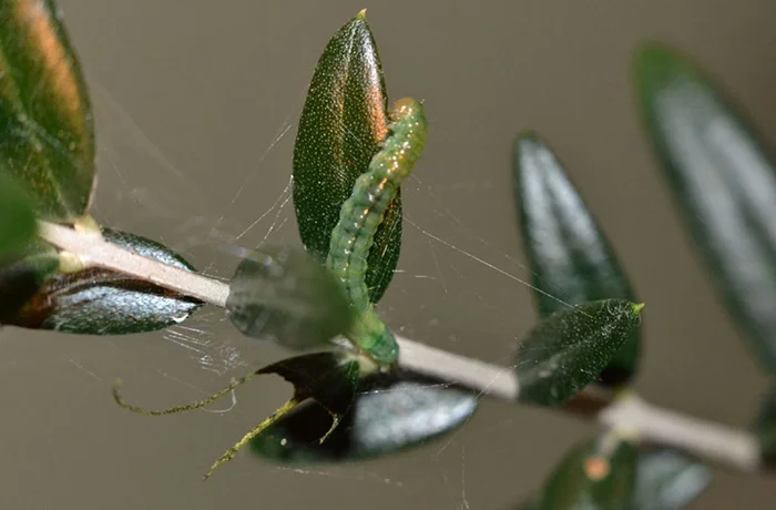margaronia-dellolivo ciliegio