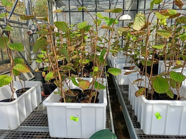 moria del kiwi 