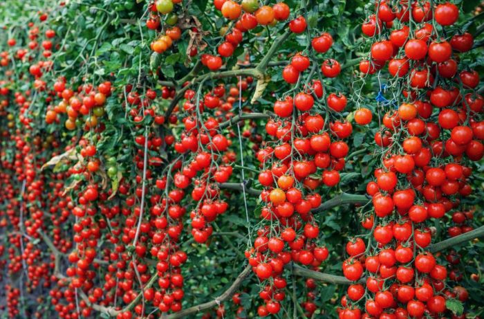 pomodoro di pachino 