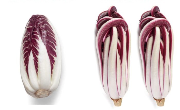 radicchio rosso di treviso 