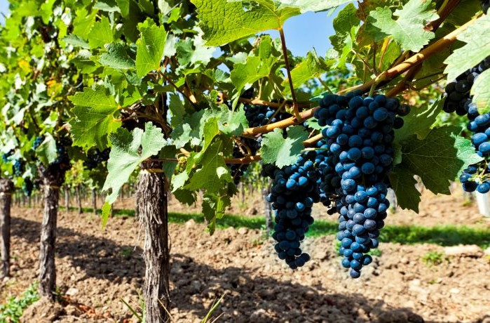 riconversione dei vigneti 