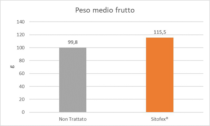 sitofex - peso medio frutto