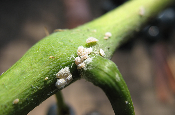 spirotetramat 1