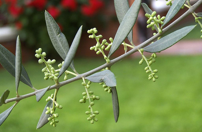 Olivo-mignolatura