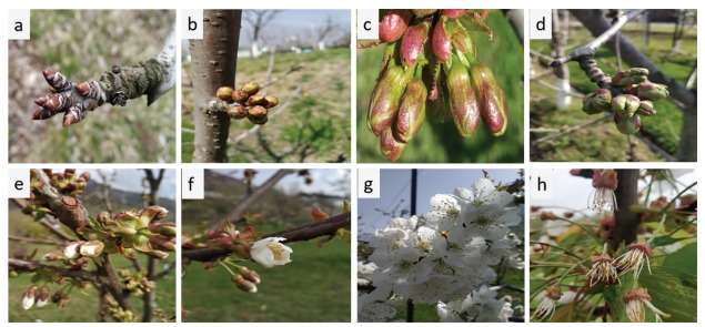 ciliegio diradamento