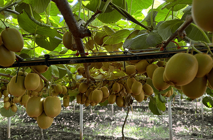 impollinazione artificiale 2