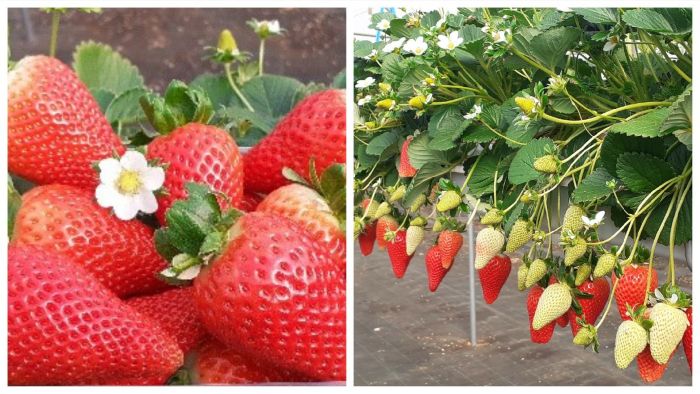 la fragola medi