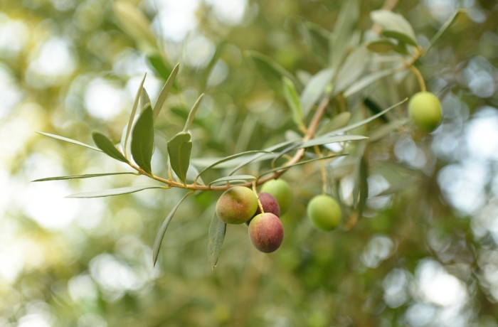 pacciamatura olivo