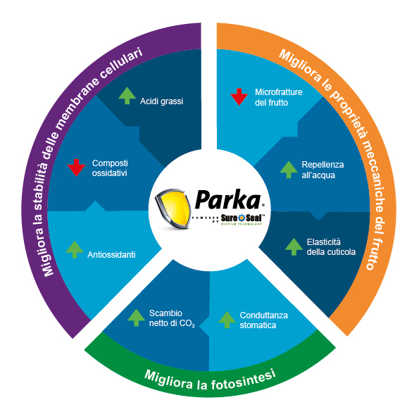 parka
