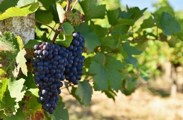 riconversione dei vigneti