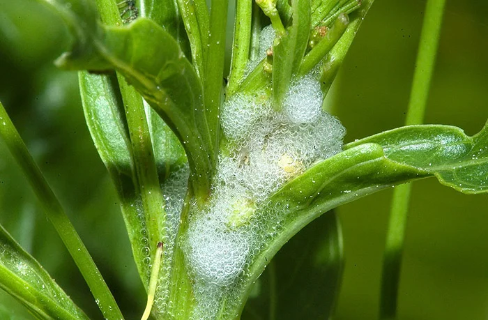 xylella-in-puglia
