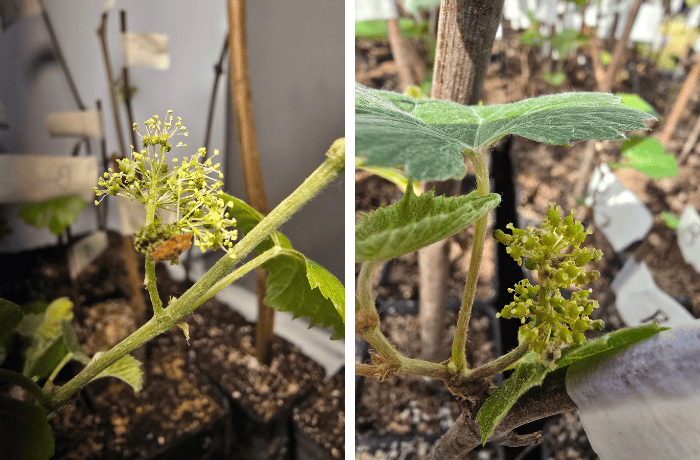 xylella su vite
