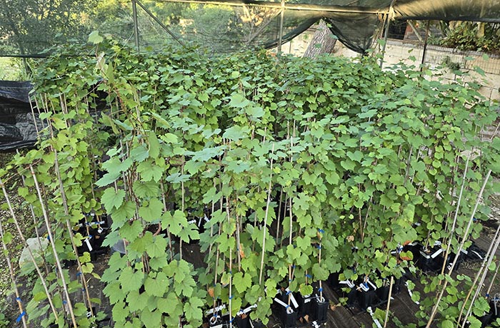 xylella su vite 2