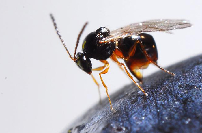 Drosophila suzukii - parassitoide