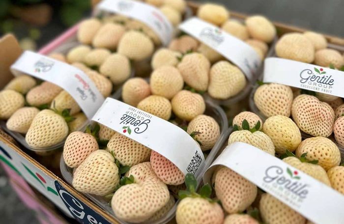 fragola bianca