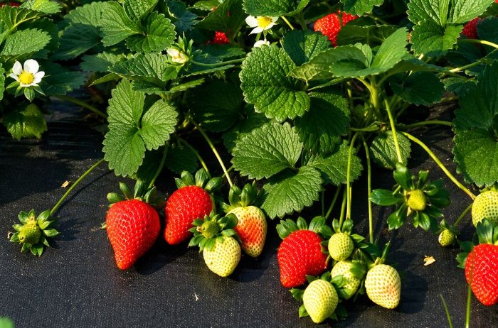 la fragola rossetta