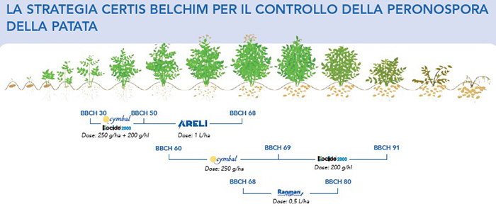 peronospora della patata - strategia antiperonosporica Certis Belchim_patata