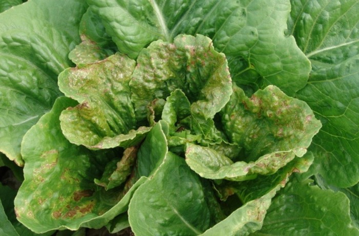 virosi dell'insalata 2