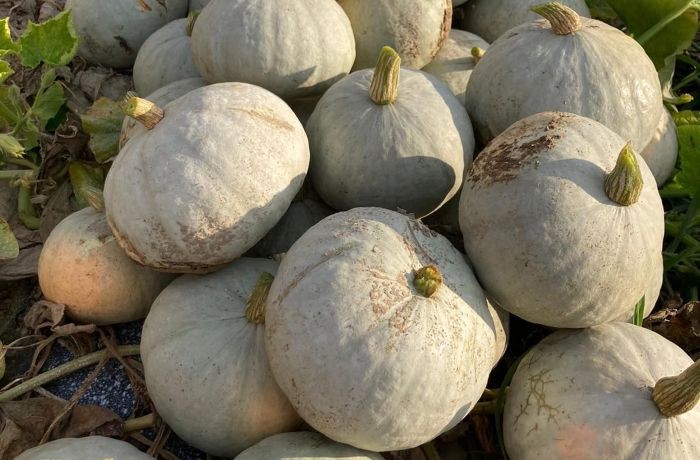 zucche kabocha