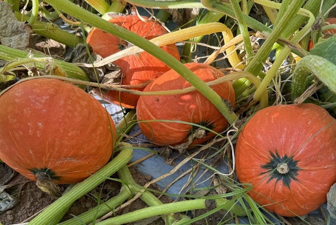 zucche kabocha