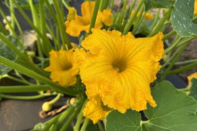zucche kabocha fiore