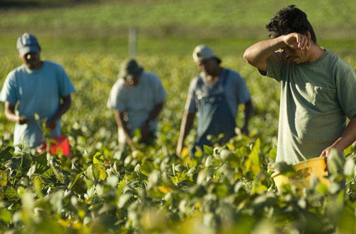caldo estremo lavoro agricolo