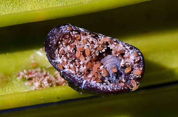 cocciniglia mezzo grano di pepe 1
